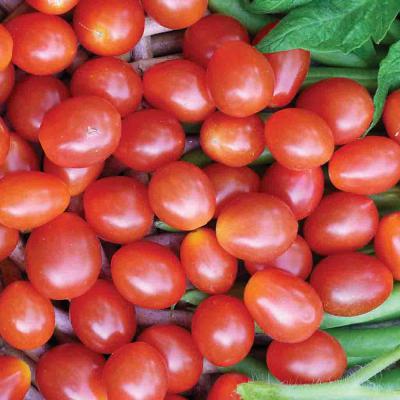 Ferry Morse Vegetable Seeds Tomato Jelly BeanHybrid Pelleted 15 Seeds