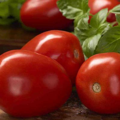 Ferry Morse Vegetable Seeds Tomato Roma VF 400 MG