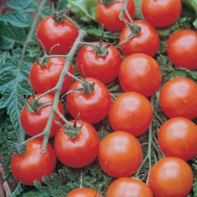 Ferry Morse Vegetable Seeds Tomato Supersweet 100 VF Hybrid Pelleted 15 Seeds