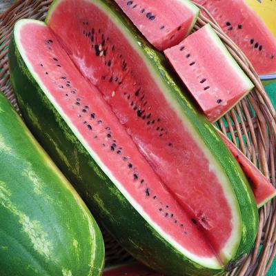 Ferry Morse Vegetable Seeds Watermelon Jubilee 3.5 G