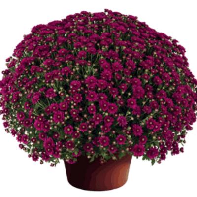 Mums 12 In. Pot Assorted Colors