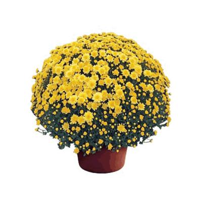 Mums 9 In. Pot Assorted Colors
