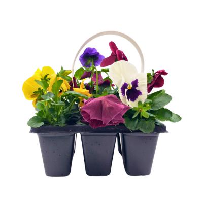 Pansies Assorted 6 Pack With Handle