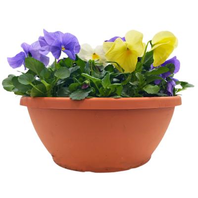 Pansies Assorted 12 Inch Bowl