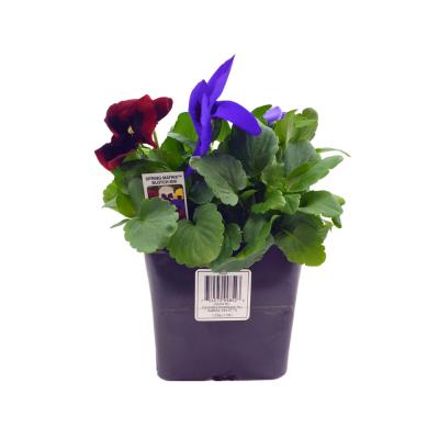 Pansies Assorted 5 Inch Pot