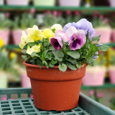 Pansies Pot 8 In. Assorted
