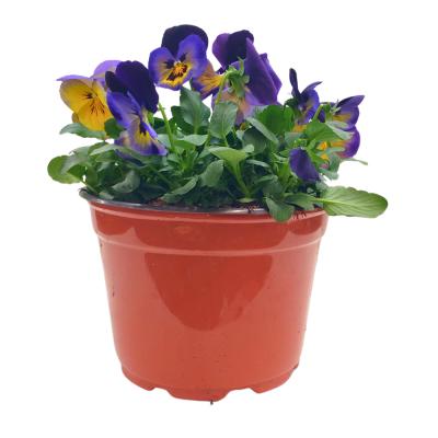 Pansies Assorted 8 Inch Pot