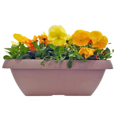 Pansies Window Box 16 Inch Assorted