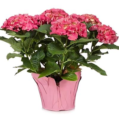 Pink Hydrangea 10 Inch Pot