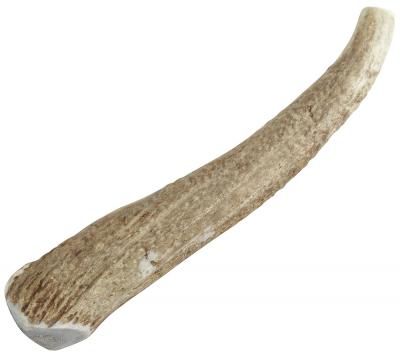 Elk Antler Whole Extra Small