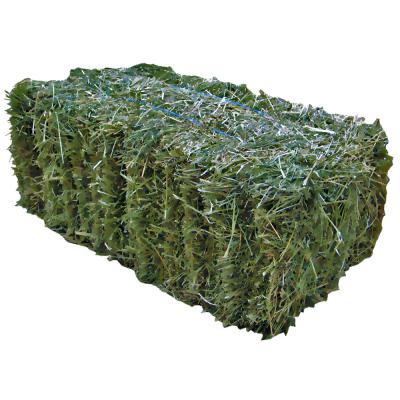 Grassy Hay
