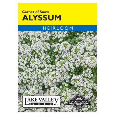 Lake Valley Seed Alyssum Carpet Of Snow