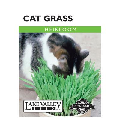 Lake Valley Seed Cat Grass
