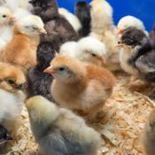 Chicks White Plymouth Rock Pullets