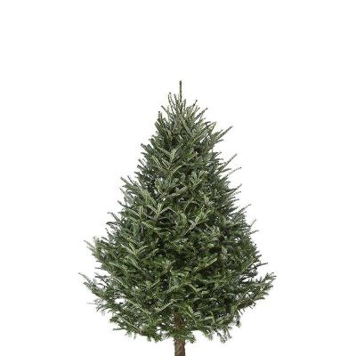 fraser-fir-christmas-tree-5-6