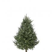 4-5 Ft Balsam Fir Real Christmas Tree