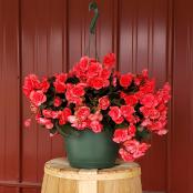 Annual Hanger 10 Inch - Begonia Assorted Colors