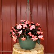 Annual Hanger 10 Inch - New Guinea Impatiens Assorted Colors