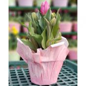Tulips 6 In. Pot Pink